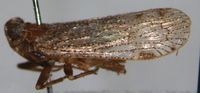 Cilidius vicarius
