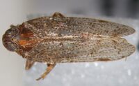 Cilidius vicarius