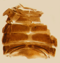 Cilidius vicarius