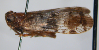 Cilidius vicarius