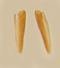 Cilidius vicarius
