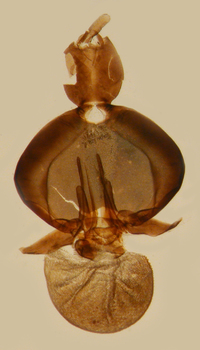 Cilidius vicarius
