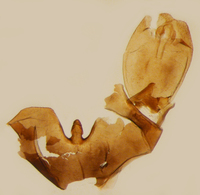 Cilidius vicarius