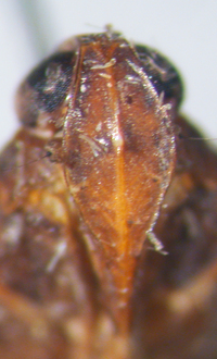 Cilidius vicarius