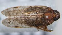 Cilidius vicarius