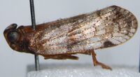 Cilidius vicarius