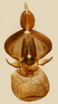 Xenoliarus placitus