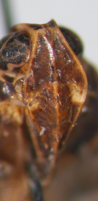 Xenoliarus placitus