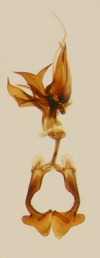 Xenoliarus placitus