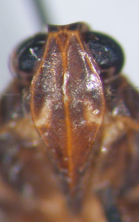 Xenoliarus placitus