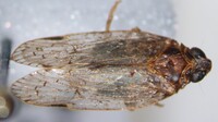 Xenoliarus placitus
