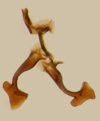 Xenoliarus placitus