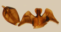 Xenoliarus placitus