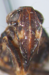 Xenoliarus placitus