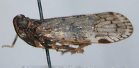 Xenoliarus placitus