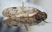 Xenoliarus placitus