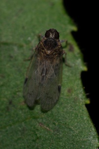 Amiarus humilis