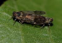 Amiarus humilis