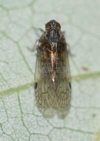 Amiarus humilis