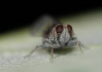 Amiarus humilis