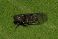 Amiarus humilis