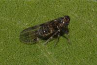 Amiarus humilis