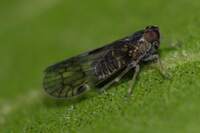 Amiarus humilis