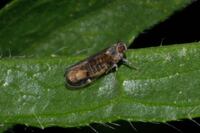 Amiarus humilis