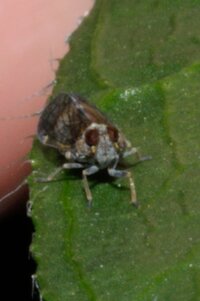 Amiarus humilis