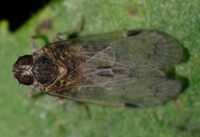 Amiarus humilis