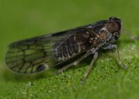 Amiarus humilis