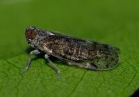 Pentastirini unidentified species