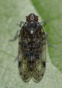 Pentastirini unidentified species