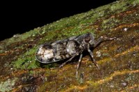 Xenoliarus placitus