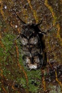 Xenoliarus placitus