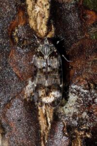 Xenoliarus placitus