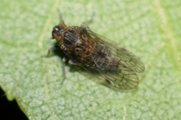 Amiarus humilis