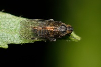 Amiarus humilis