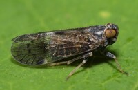 Amiarus humilis