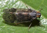 Amiarus humilis