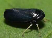 Scleroracus anthracinus