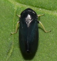 Scleroracus anthracinus