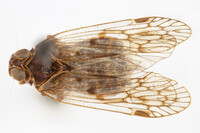 Oliaridus aridus