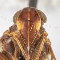 Oliaridus aridus