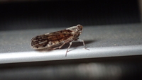 Xenoliarus placitus