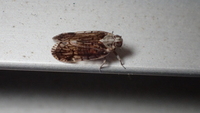 Xenoliarus placitus