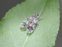 Xenoliarus placitus