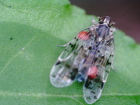Xenoliarus placitus