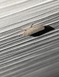 Arundanus unidentified species