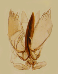 Chlorotettix leersius n. sp.